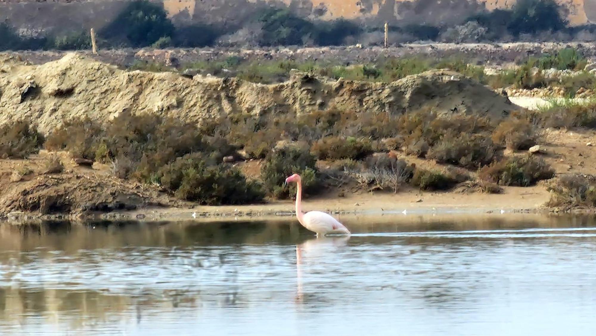 Flamingos View Apartment In Cabo De Gata Эль-Посо-дель-Кабо Экстерьер фото